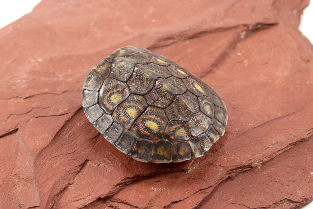 Ornate Wood Turtle