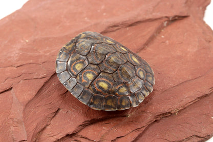 Ornate Wood Turtle