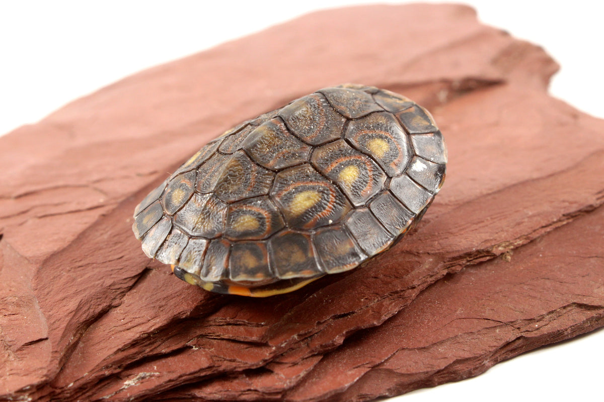 Ornate Wood Turtle