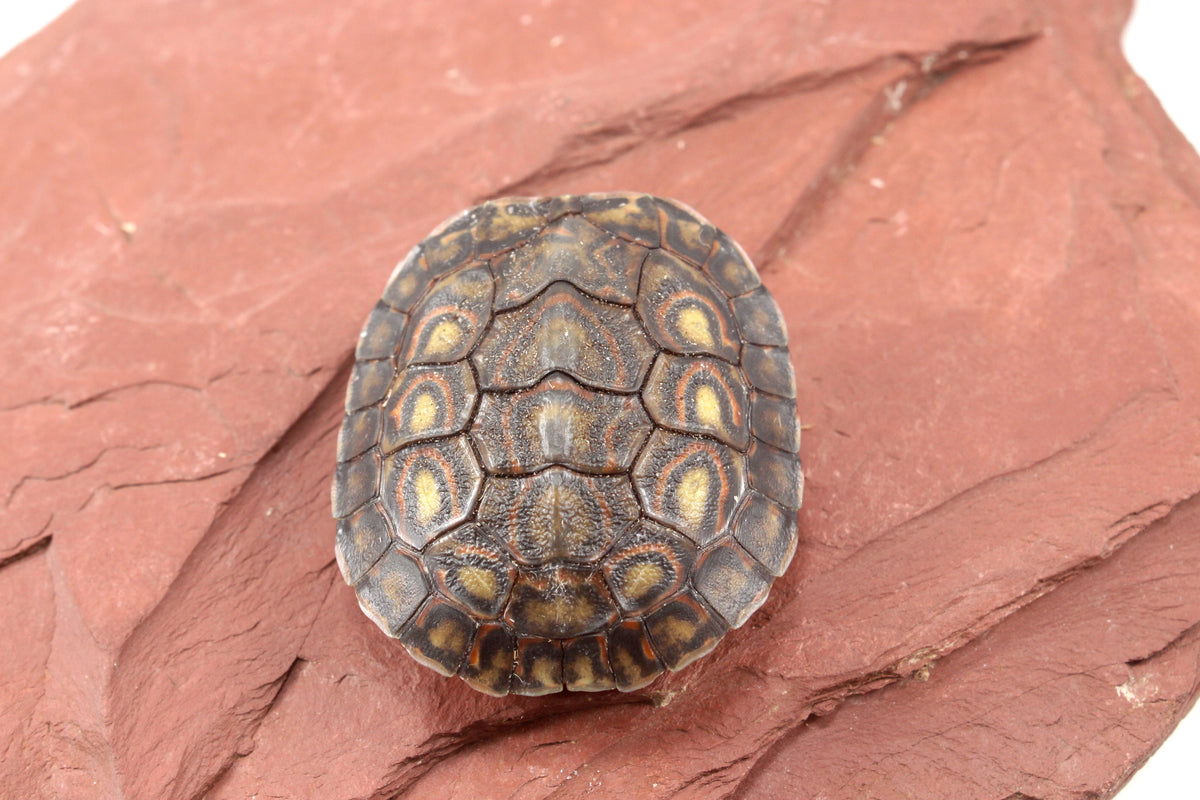 Ornate Wood Turtle