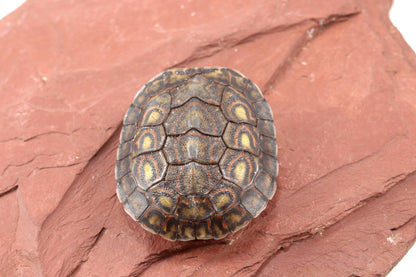 Ornate Wood Turtle