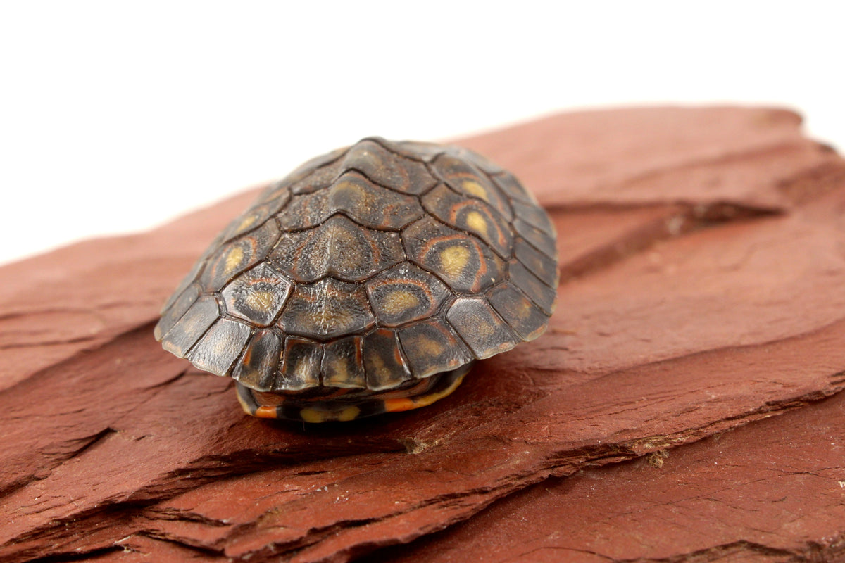 Ornate Wood Turtle