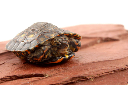 Ornate Wood Turtle