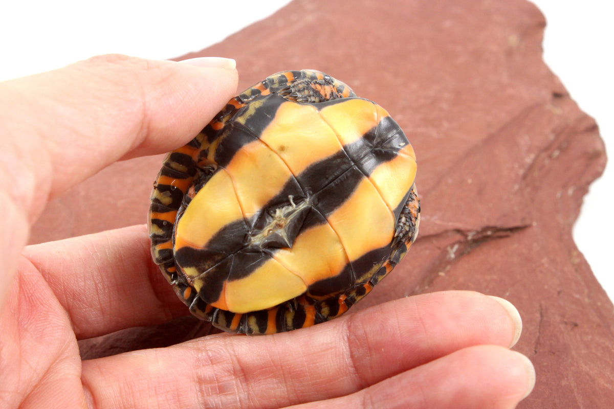 Ornate Wood Turtle