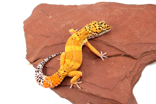 High Yellow Leopard Gecko