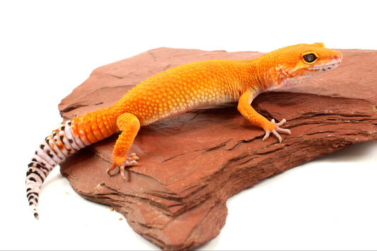Tangerine Tornado Leopard Gecko
