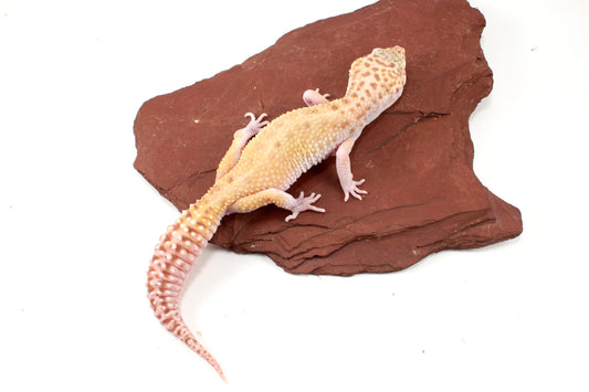 RAPTOR Leopard Gecko