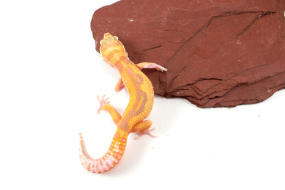 RAPTOR Leopard Gecko