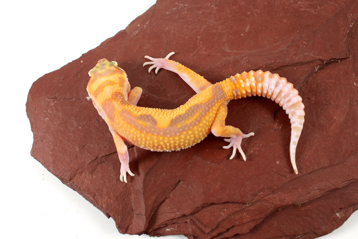 RAPTOR Leopard Gecko