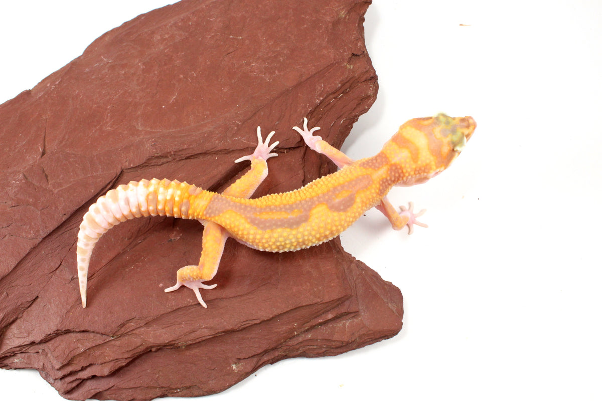 RAPTOR Leopard Gecko