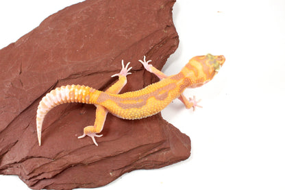 RAPTOR Leopard Gecko