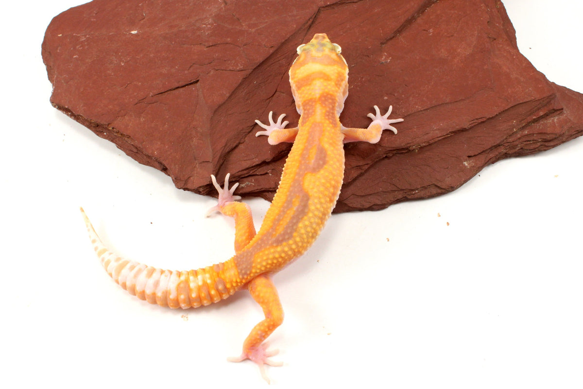 RAPTOR Leopard Gecko