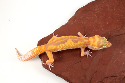 RAPTOR Leopard Gecko