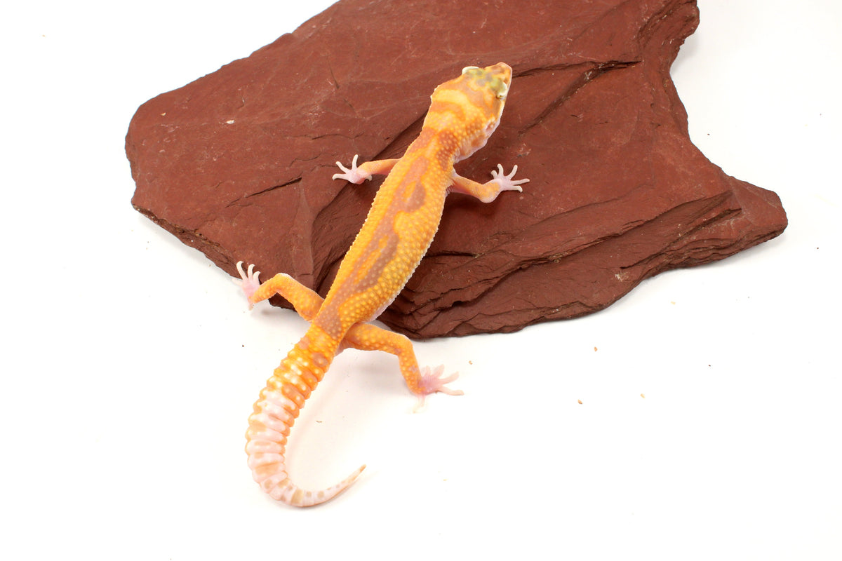 RAPTOR Leopard Gecko