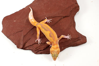 RAPTOR Leopard Gecko