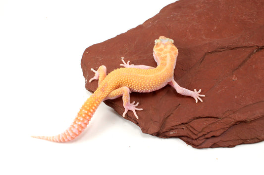 RAPTOR Leopard Gecko
