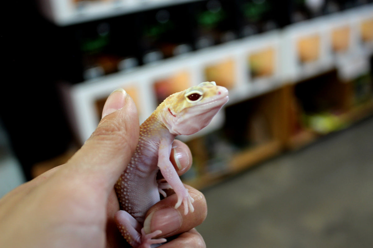 RAPTOR Leopard Gecko