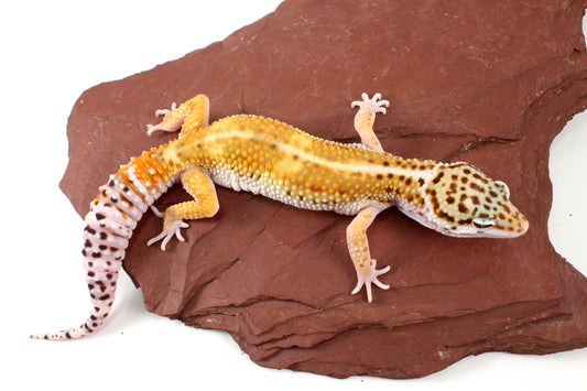High Yellow Giant Leopard Gecko