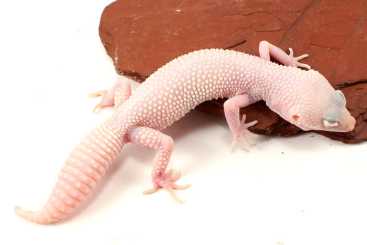 Snow Diablo Blanco Leopard Gecko