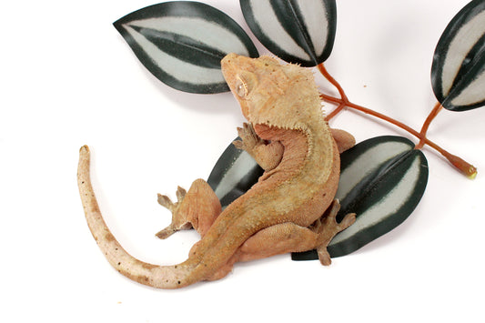 Near Patternless Crested Gecko