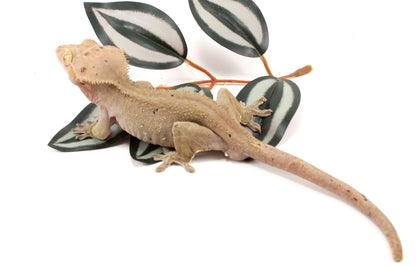 Near Patternless Crested Gecko