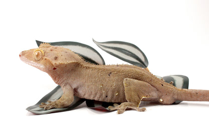 Near Patternless Crested Gecko