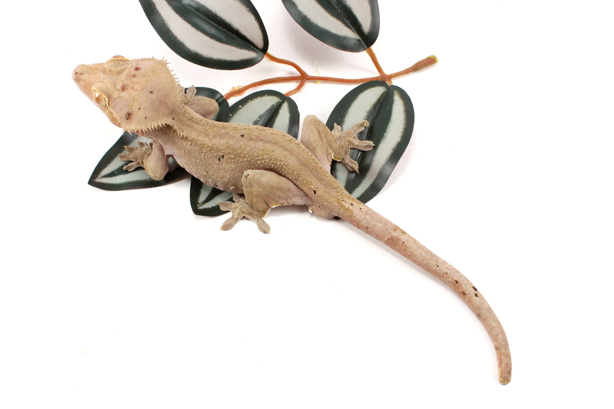Near Patternless Crested Gecko