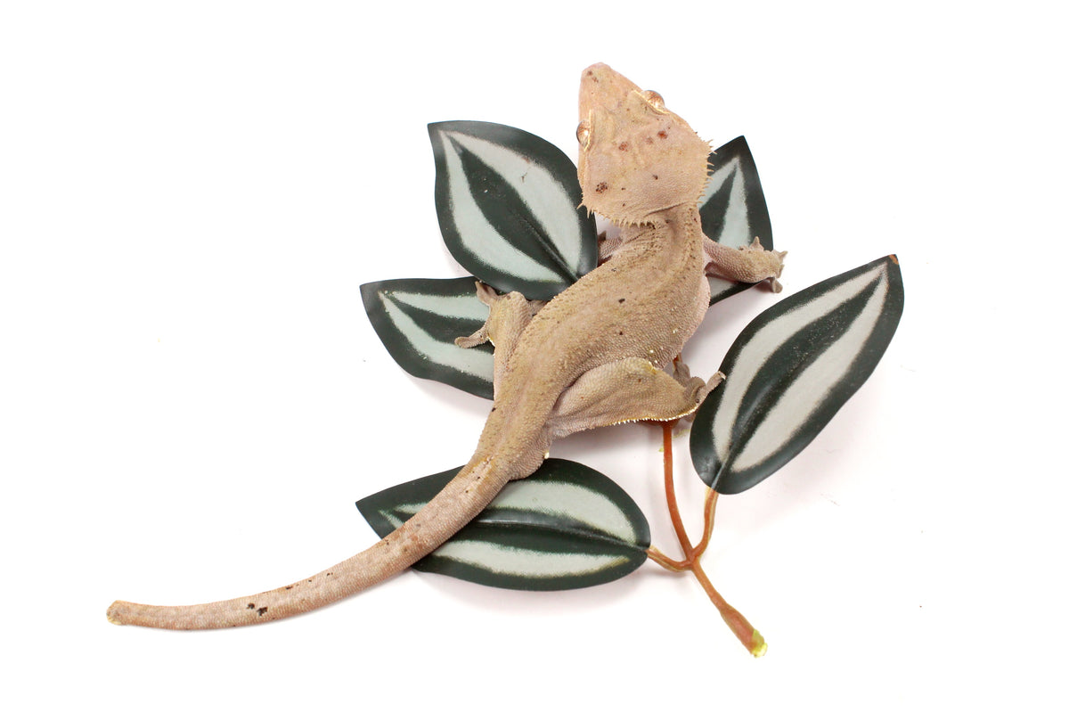 Near Patternless Crested Gecko