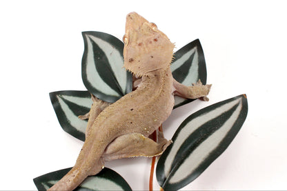 Near Patternless Crested Gecko