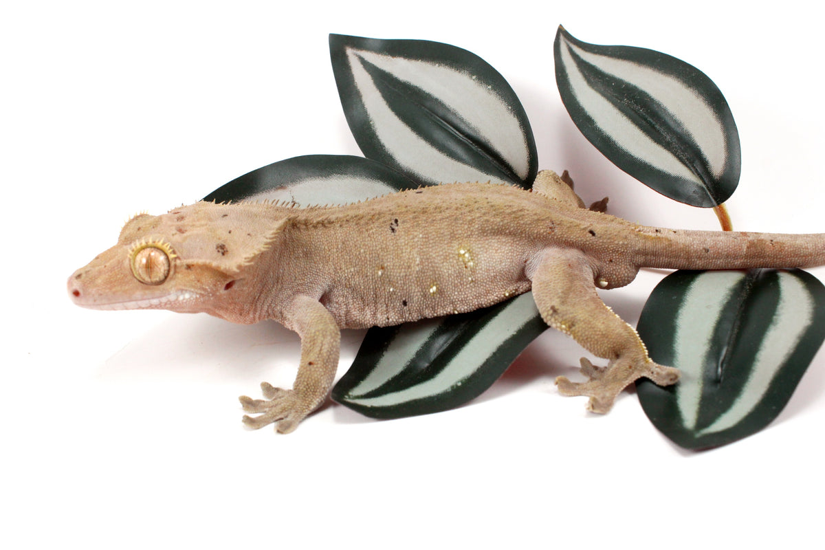 Near Patternless Crested Gecko