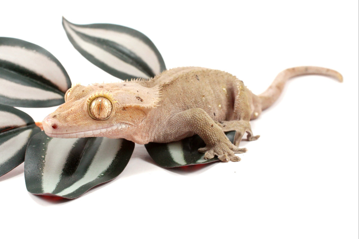 Near Patternless Crested Gecko