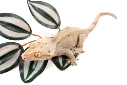 Near Patternless Crested Gecko