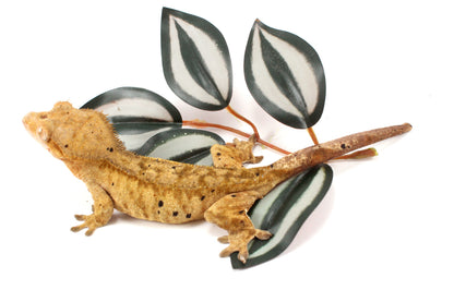 Yellow Tiger Dalmatian Crested Gecko
