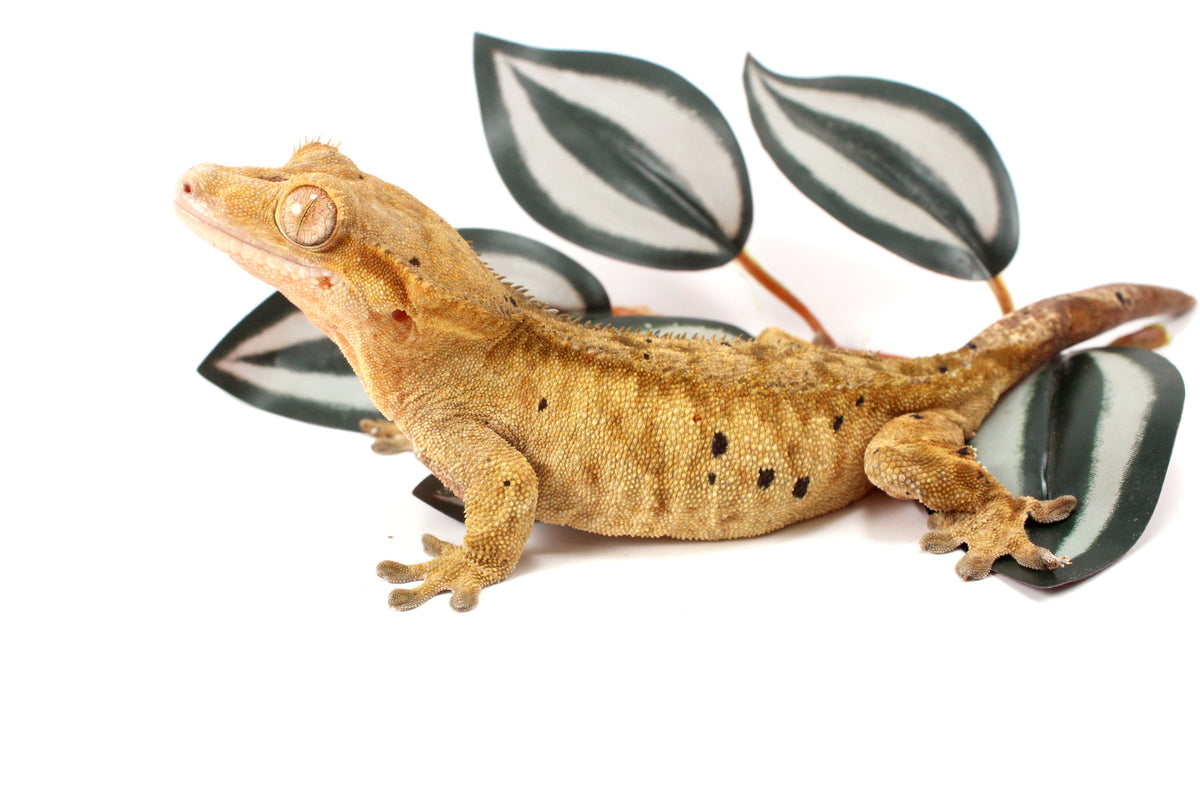 Yellow Tiger Dalmatian Crested Gecko
