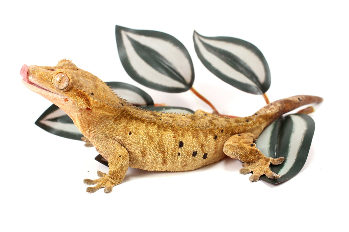 Yellow Tiger Dalmatian Crested Gecko