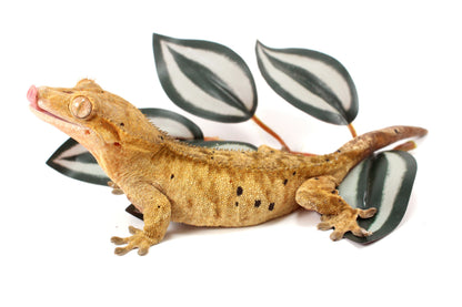Yellow Tiger Dalmatian Crested Gecko
