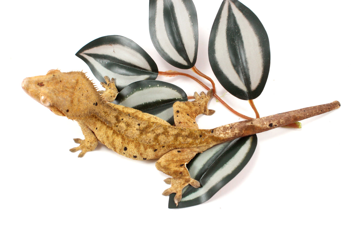 Yellow Tiger Dalmatian Crested Gecko