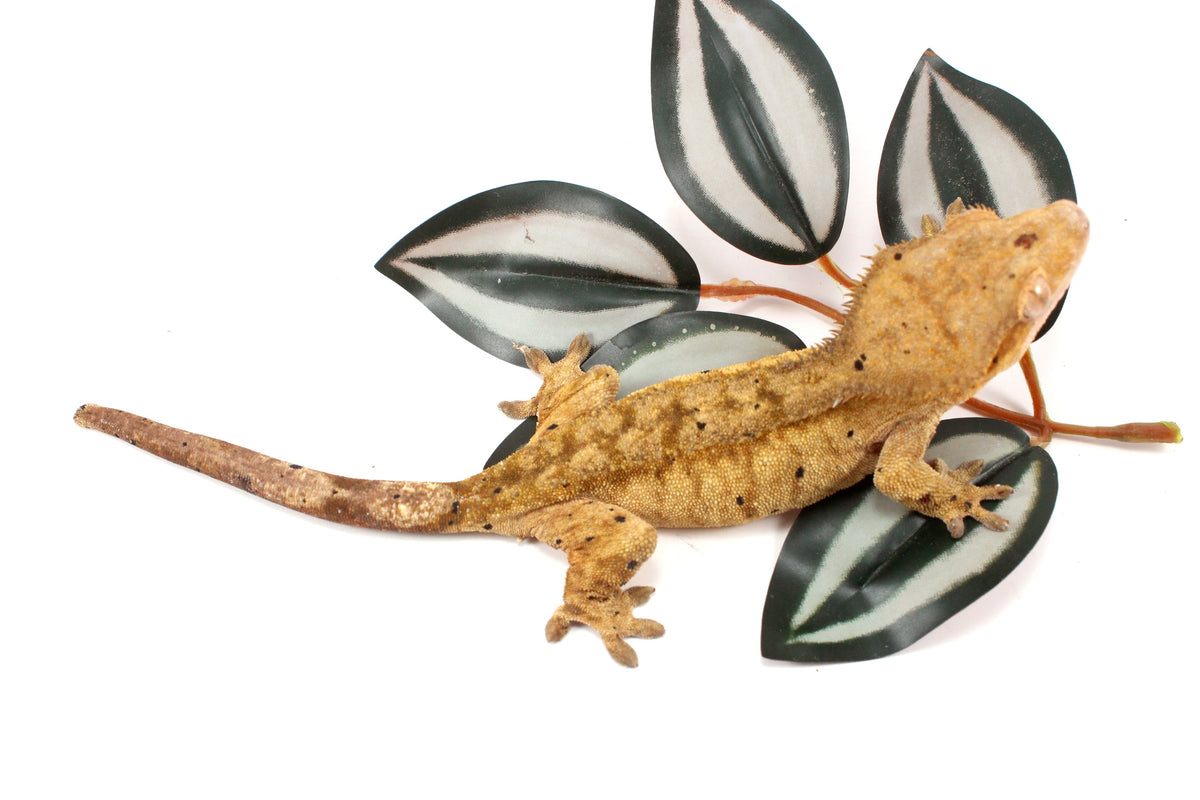Yellow Tiger Dalmatian Crested Gecko