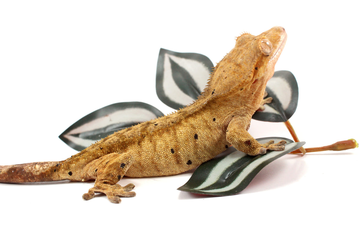 Yellow Tiger Dalmatian Crested Gecko