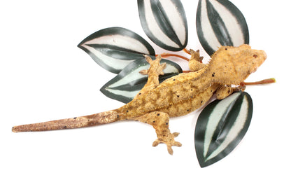 Yellow Tiger Dalmatian Crested Gecko