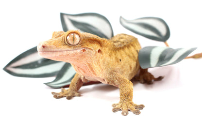 Yellow Tiger Dalmatian Crested Gecko
