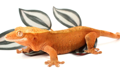 Red Dalmatian Crested Gecko