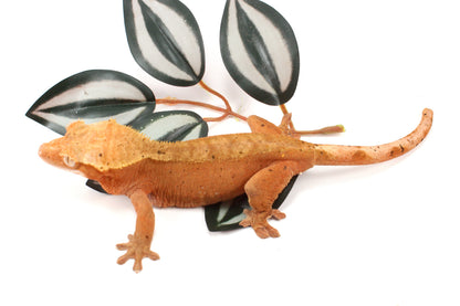 Red Dalmatian Crested Gecko