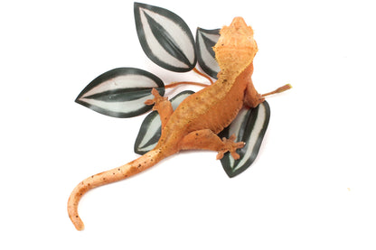 Red Dalmatian Crested Gecko