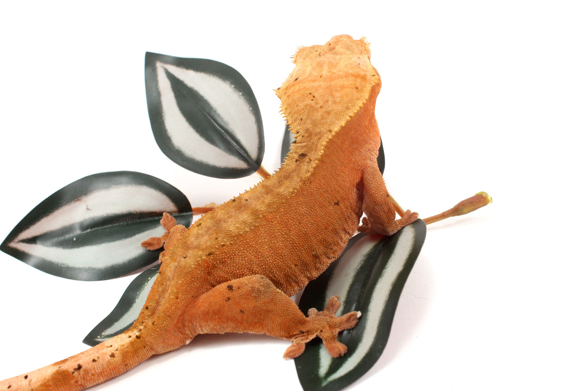 Red Dalmatian Crested Gecko