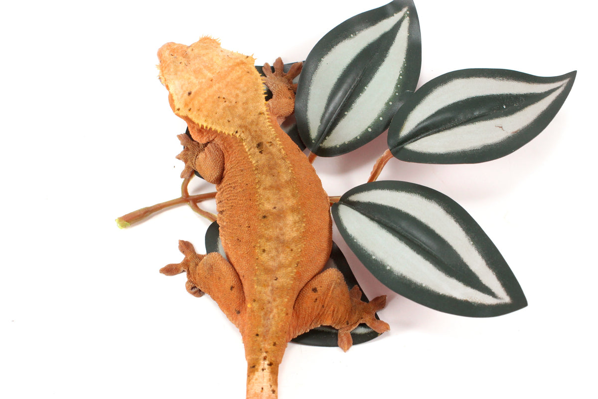 Red Dalmatian Crested Gecko