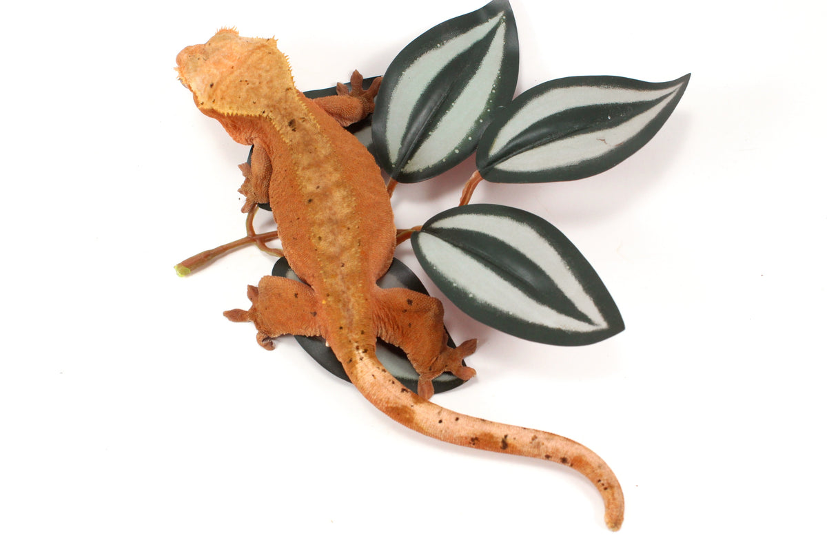 Red Dalmatian Crested Gecko