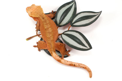 Red Dalmatian Crested Gecko