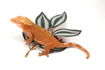 Red Dalmatian Crested Gecko