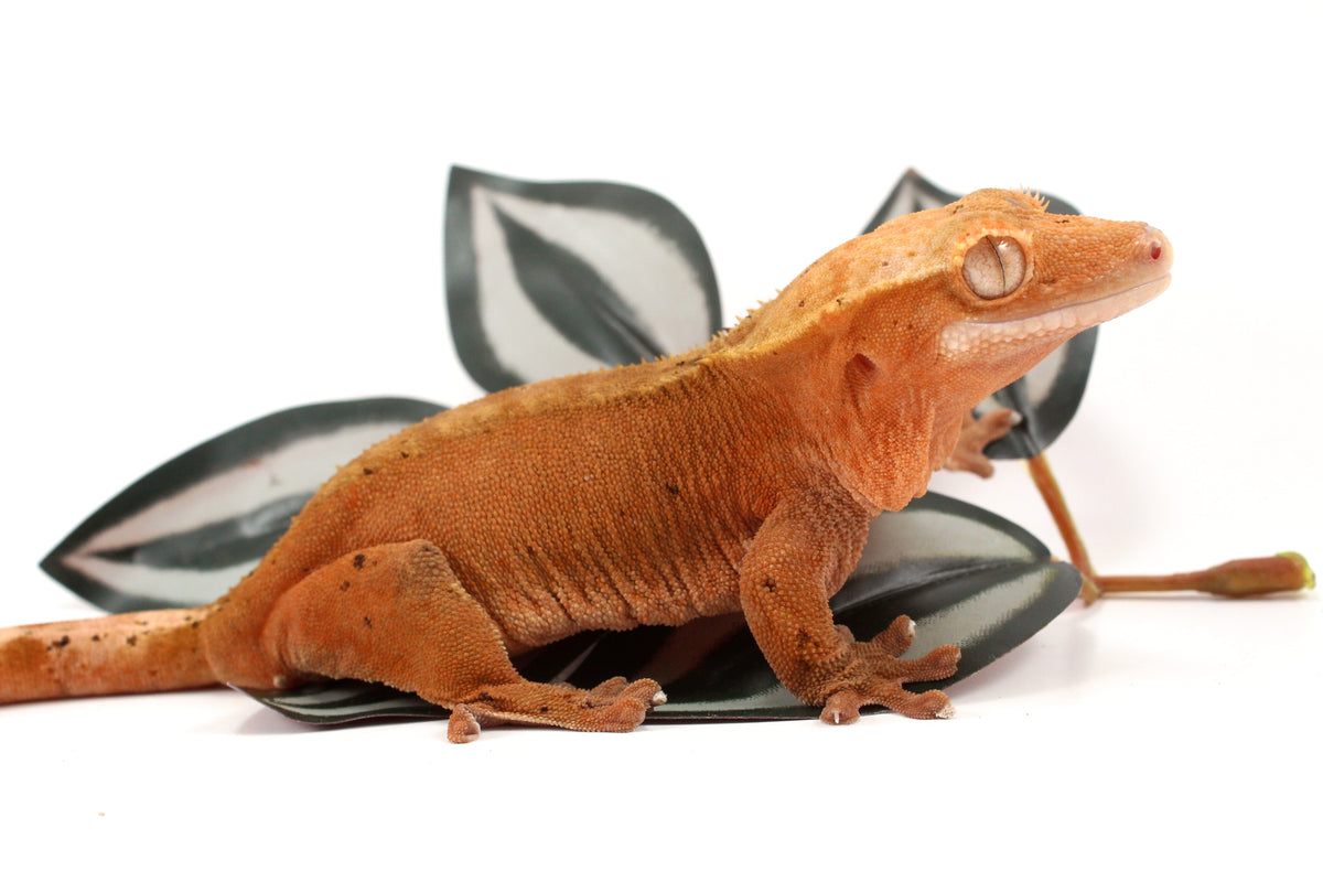 Red Dalmatian Crested Gecko
